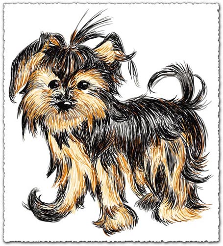 455x501 Hand Drawn Vector Shih Tzu