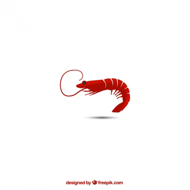 626x626 Shrimp Vectors, Photos And Psd Files Free Download