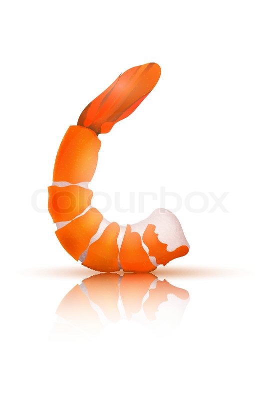533x800 Shrimp On A White Background. Vector Illustration Stock Vector