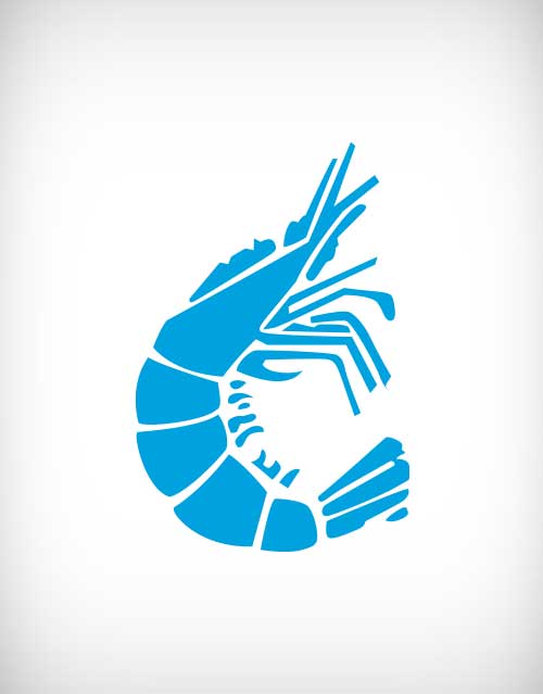 500x639 Shrimp Vector 15