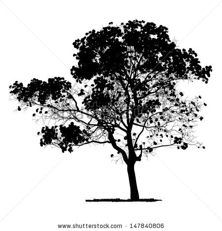 450x470 Drawn Shrub Vector
