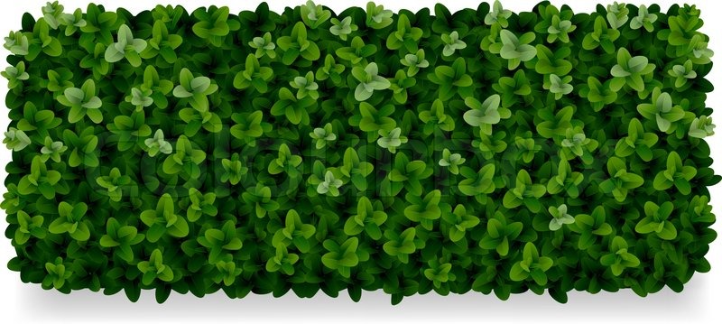 800x359 Rectangular Boxwood Shrubs, Green Fence Stock Vector Colourbox