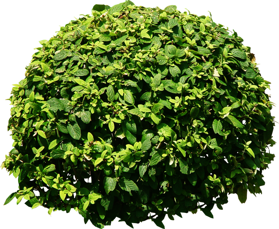 900x739 Shrub Vector Free Download On Mbtskoudsalg