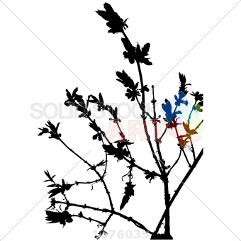 340x340 Stock Illustration Of Vector Black Shrub Branches With Leaves On