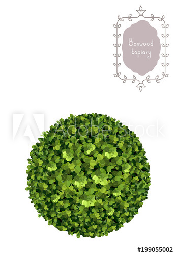 346x500 Ball Boxwood Topiary, Garden Plant, Vector Background. English