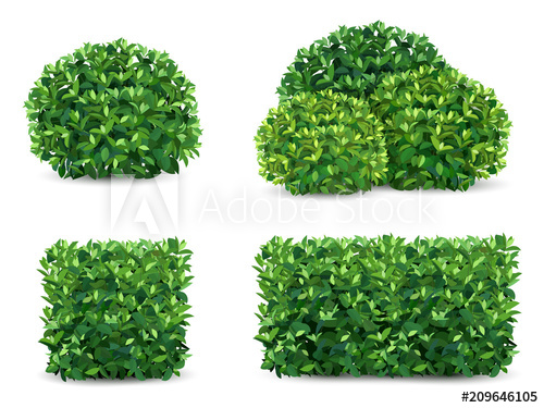 500x375 Vector Bush In Different Forms. An Ornamental Plant Shrub For The