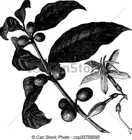 441x470 Coffea, Or Coffee Shrub And Fruits, Vintage Engraving.... Eps