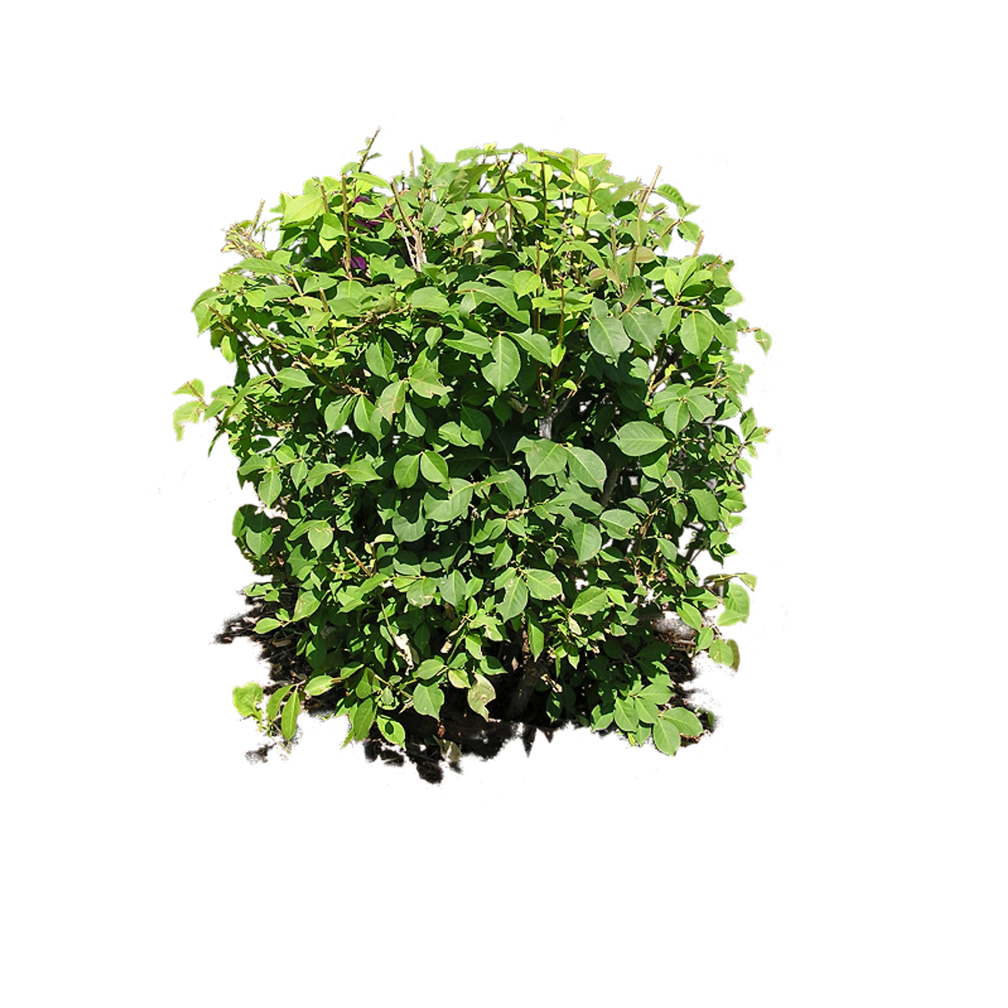 2000x2000 Collection Of Free Silhouette Vector Shrub. Download On Ubisafe