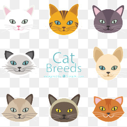 260x261 Siamese Cat Png, Vectors, Psd, And Clipart For Free Download Pngtree