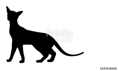 500x300 Siamese Cat Stock Image And Royalty Free Vector Files On Fotolia