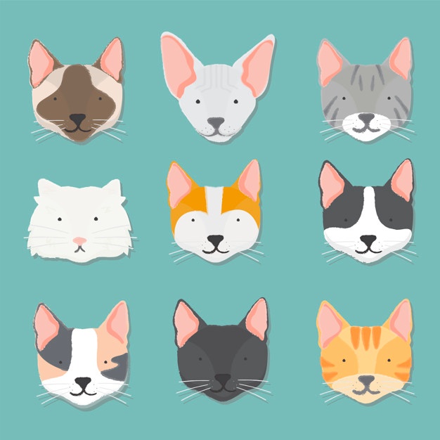 626x626 Siamese Cat Vectors, Photos And Psd Files Free Download