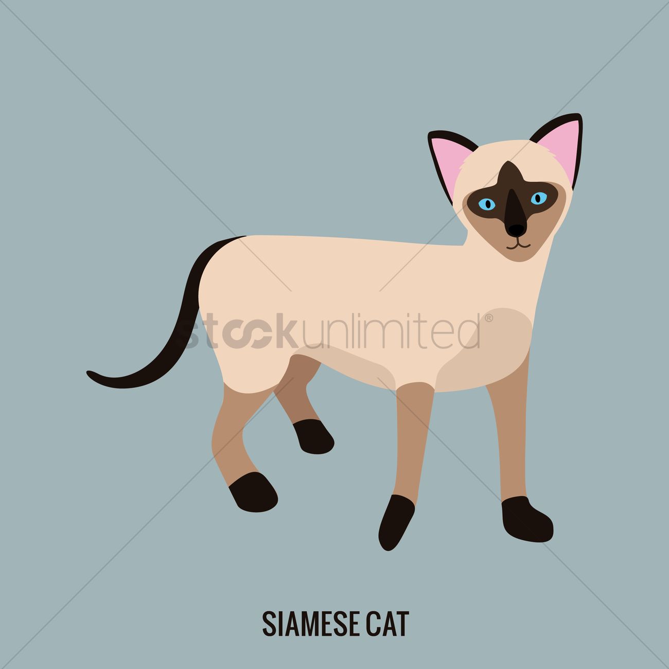 1300x1300 Siamese Cat Vector Image