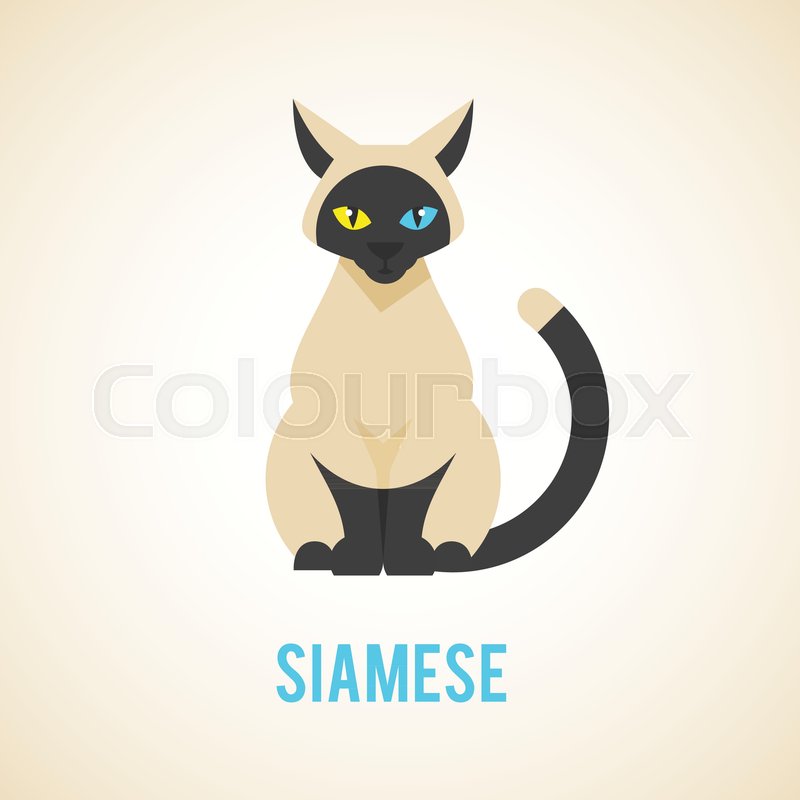 800x800 Siamese Cat Is Sitting. Animal In A Flat Style. Stock Vector