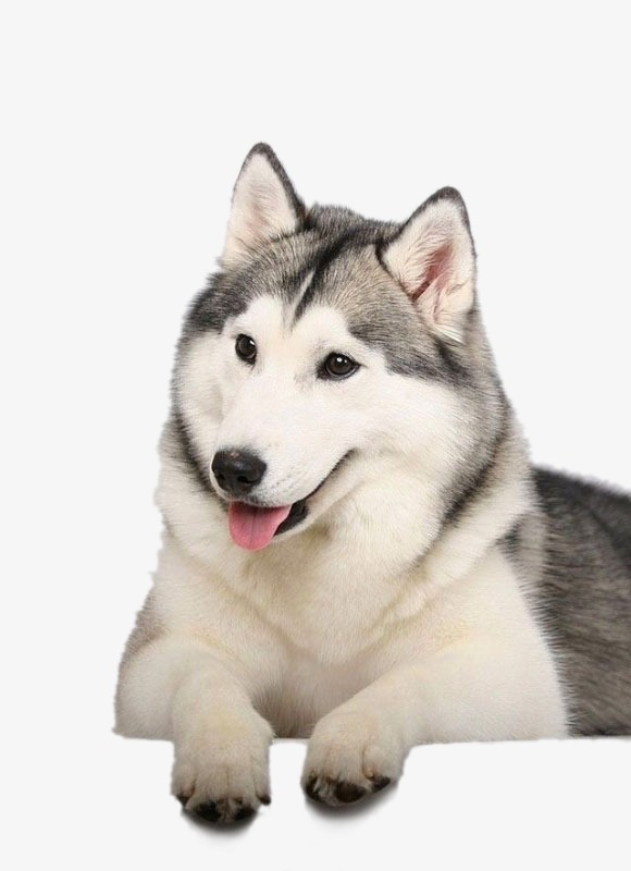 580x800 Husky Png, Vectors, Psd, And Clipart For Free Download Pngtree
