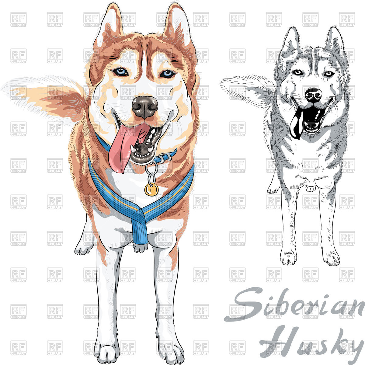 1200x1200 Siberian Husky
