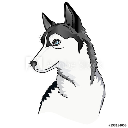 500x500 Dog. Puppy Siberian Husky. Vector Illustration