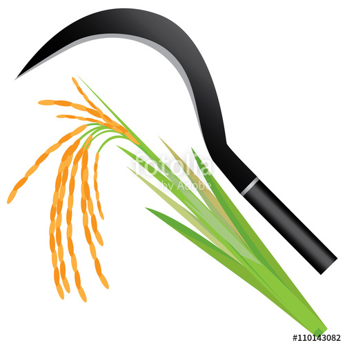 500x500 Sickle And Rice Plant Vector Design Stock Image And Royalty Free