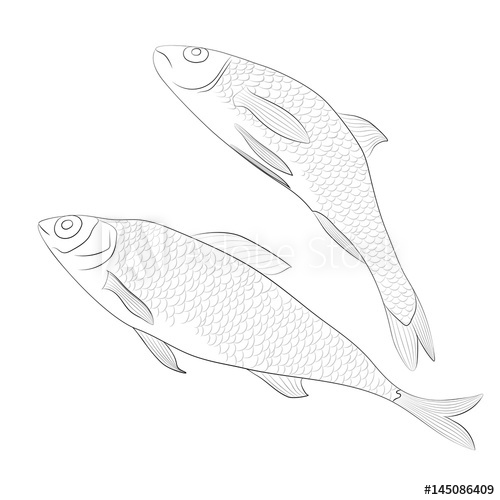 500x500 Two Simple Fish. Sketch. Vector Illustration.