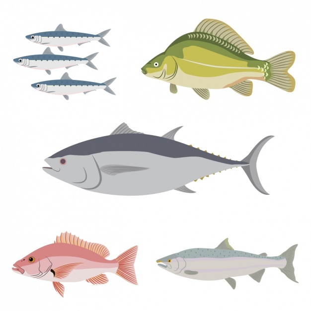 626x626 Fish Vectors, Photos And Psd Files Free Download