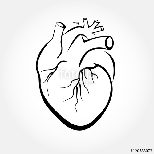 500x500 Collection Of Simple Human Heart Drawing High Quality, Free