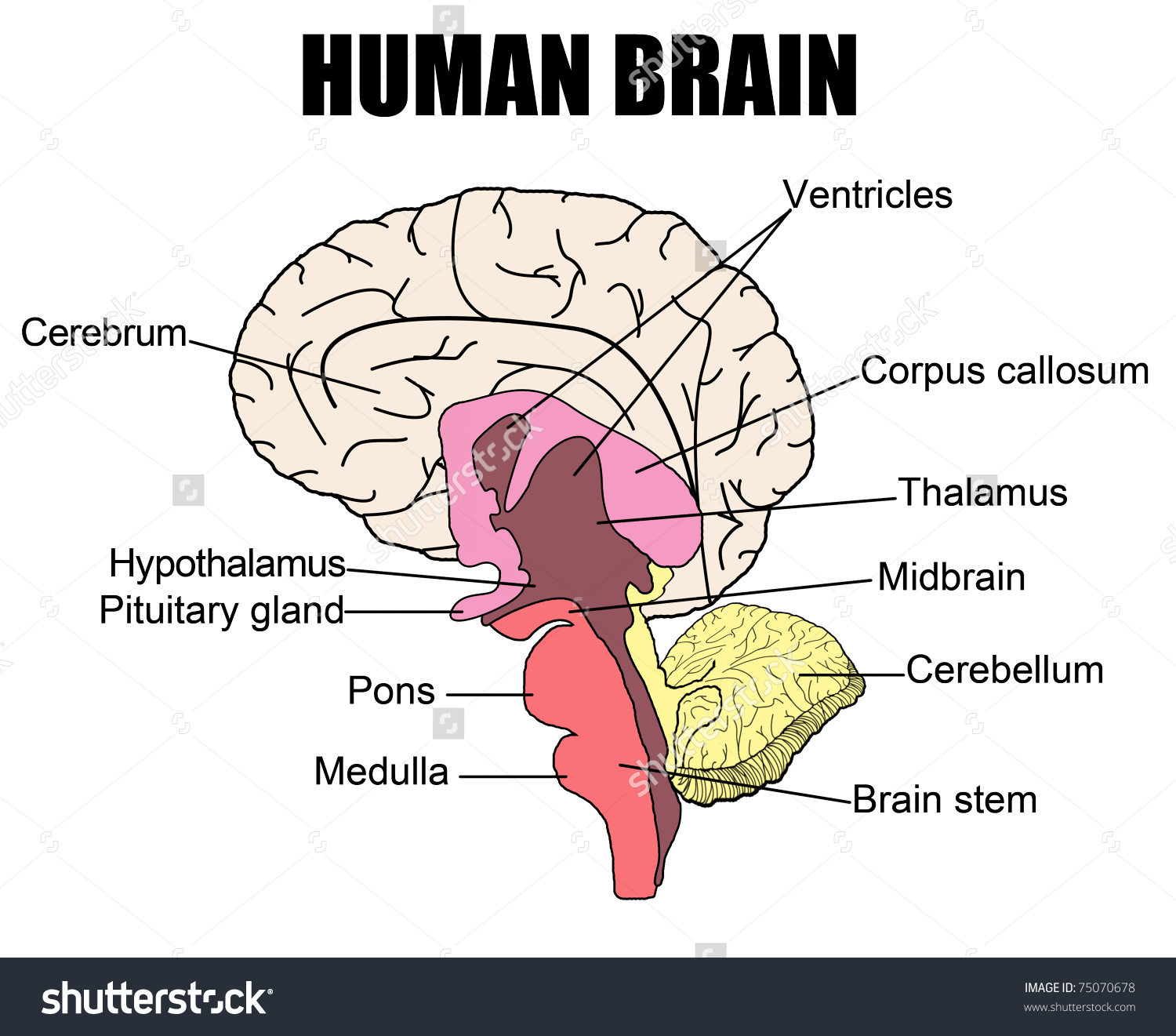 1500x1321 Anatomy Of Brain Simple Human Vector Illustration Iarekylew00t