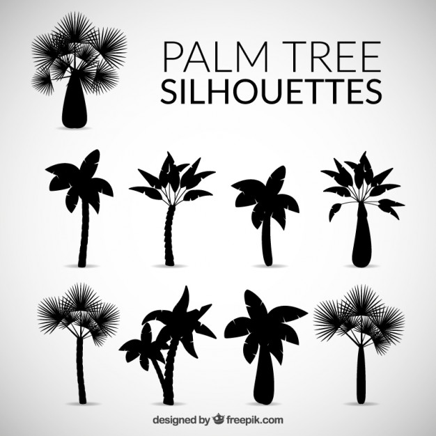 626x626 Silhouettes Of Palm Tree Vector Free Download