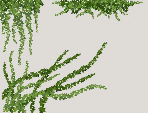 600x459 Vine Vectors