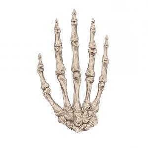 300x300 Hand Drawing Skeleton Hand Vector Arenawp