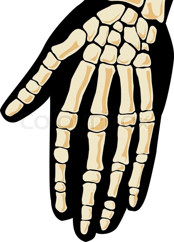 577x800 Human Skeleton. Hand Stock Vector Colourbox