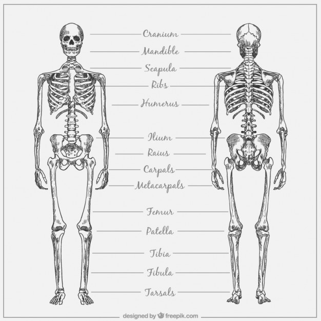 626x626 Skeleton Hand Vectors, Photos And Psd Files Free Download