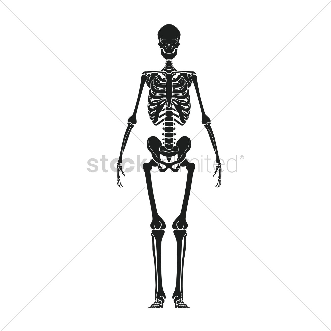 1300x1300 Human Skeleton Vector Image