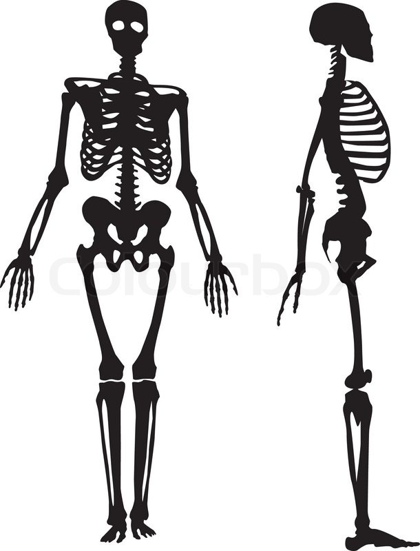610x800 Silhouette Of A Human Skeleton. Vector Illustration Stock Vector
