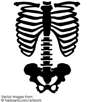335x355 Download Skeleton Body