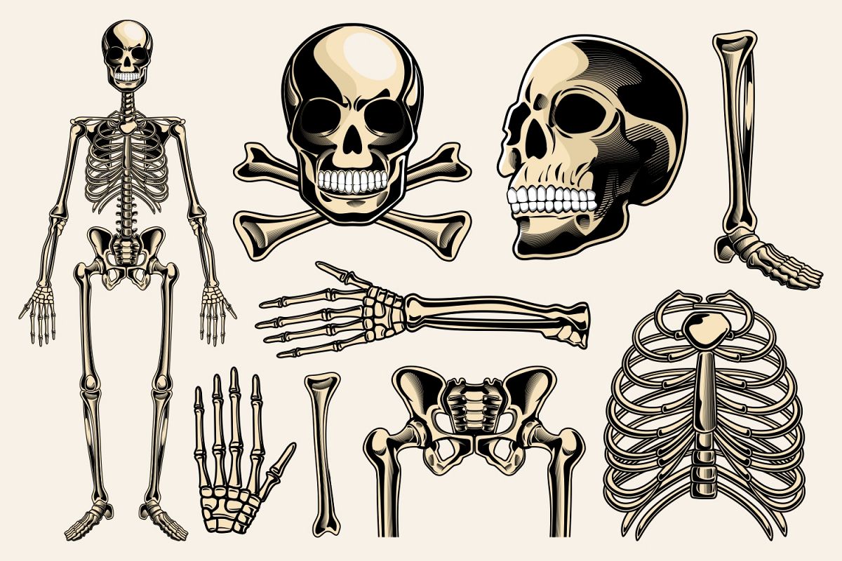 1200x800 Skeleton Vector Pack