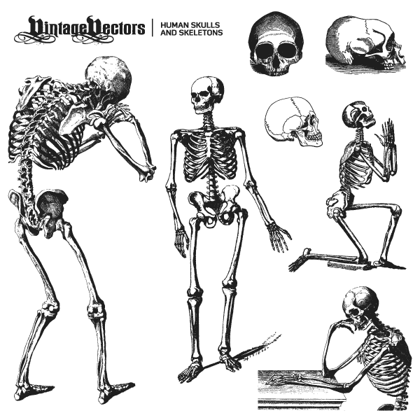 600x600 Vector Art Human Skulls And Skeletons Illustrations Vintage Vectors