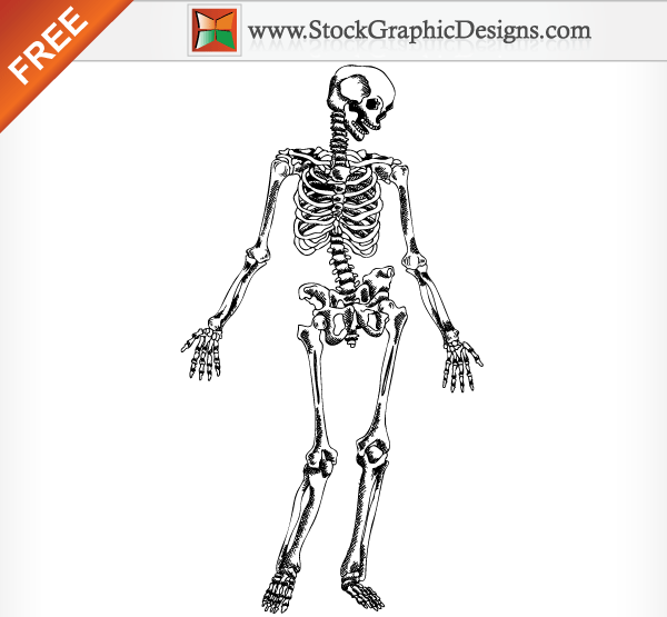600x555 Hand Drawn Human Skeleton Free Vector Illustration 123freevectors