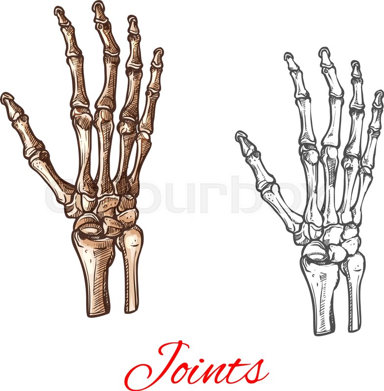 784x800 Human Hand Bones And Joints Skeleton Vector Sketch Body Anatomy