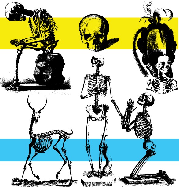 586x613 Free Skeleton Vector Art Ai Format Free Vector Download