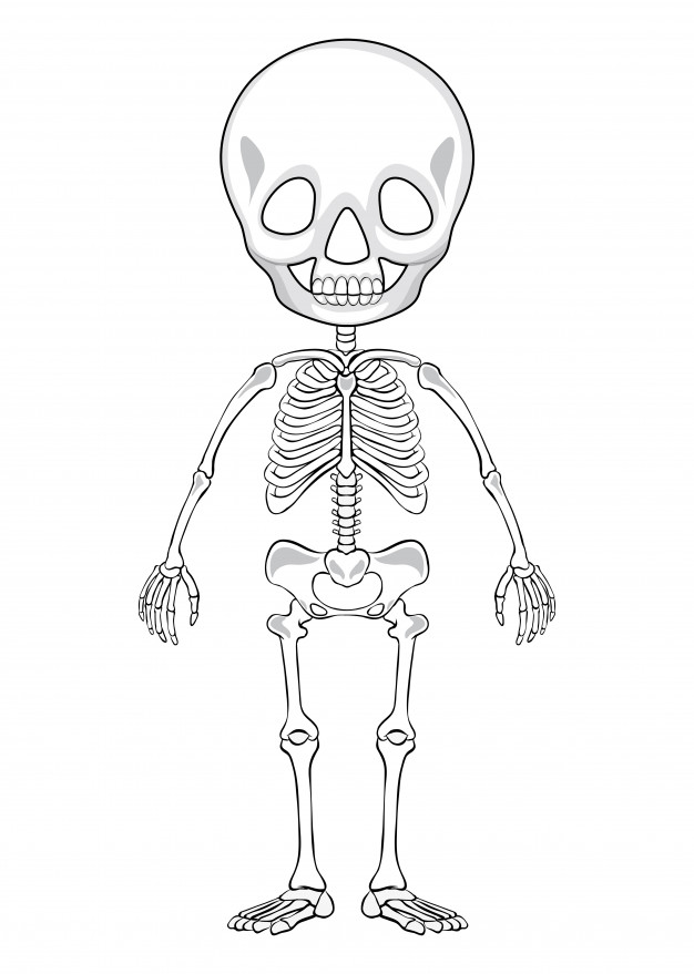 626x879 Human Skeleton Vectors, Photos And Psd Files Free Download