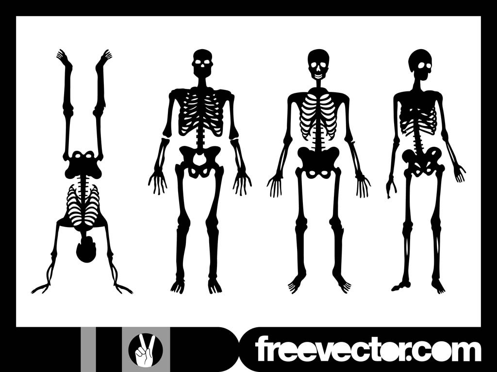 1024x765 Human Skeletons Graphics Vector Art Amp Graphics