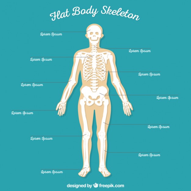 626x626 Flat Body Skeleton Vector Free Download