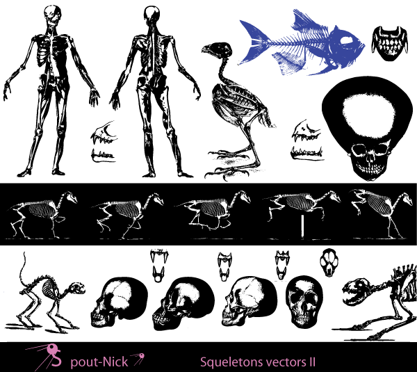 600x535 Free Skeleton Vector Images 123freevectors