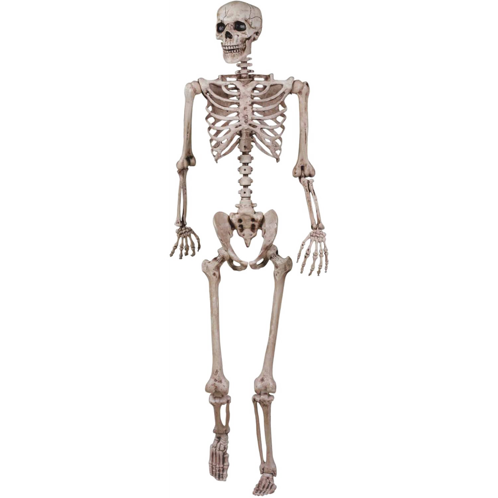 1024x1024 Halloween Skeleton Vector Free Png Image