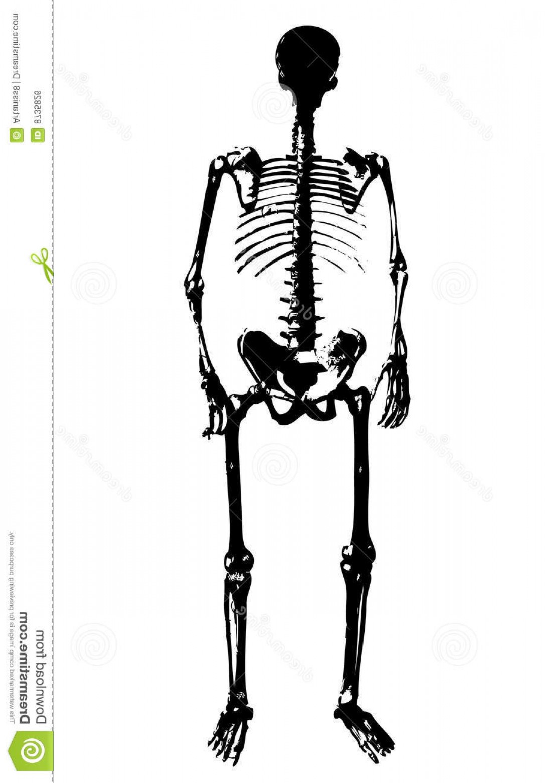 1087x1560 Royalty Free Stock Image Skeleton Vector Image Arenawp