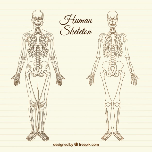 626x626 Sketchy Human Skeleton Vector Free Download