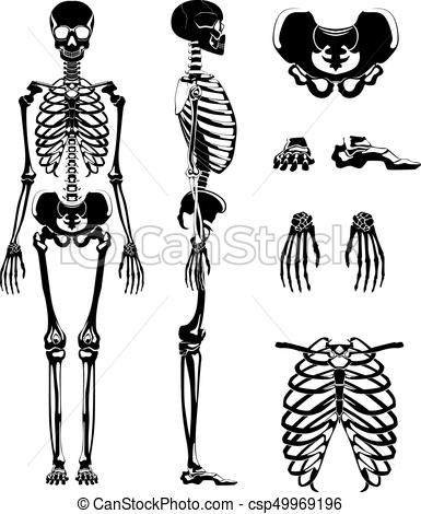 385x470 Vector Silhouette Of Human Skeleton. Anatomy Pictures. Different