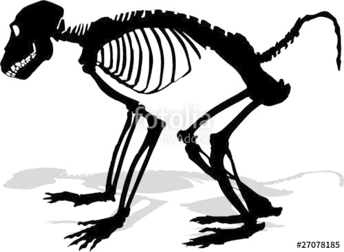 500x367 Monkey Skeleton Vector Stock Image And Royalty Free Vector Files