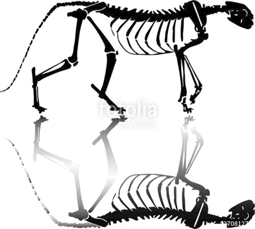 500x448 Wild Cat Skeleton Vector Stock Image And Royalty Free Vector