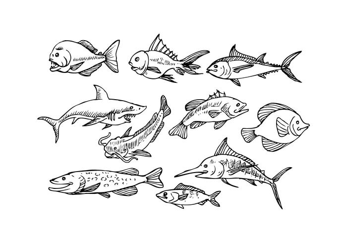 700x490 Free Fish Sketch Icon Vector