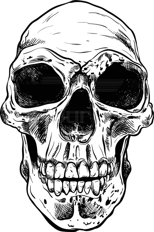 532x800 Human Skull Vector Art. Detailed Hand Drawn Illustration Of Skull